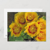 はがき/とげのある梨サボテン ポストカード (正面/裏面)