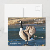 はがき、アイオワ、バーリントン、クラポパーク、グース ポストカード (正面/裏面)