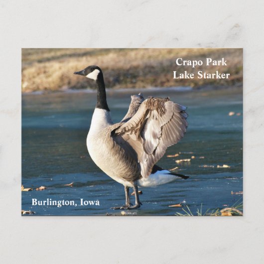 はがき、アイオワ、バーリントン、クラポパーク、グース ポストカード (正面)