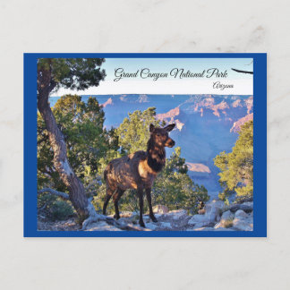はがき，アリゾナ，グランドキャニオン，エルク ポストカード