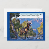 はがき，アリゾナ，グランドキャニオン，エルク ポストカード (正面/裏面)