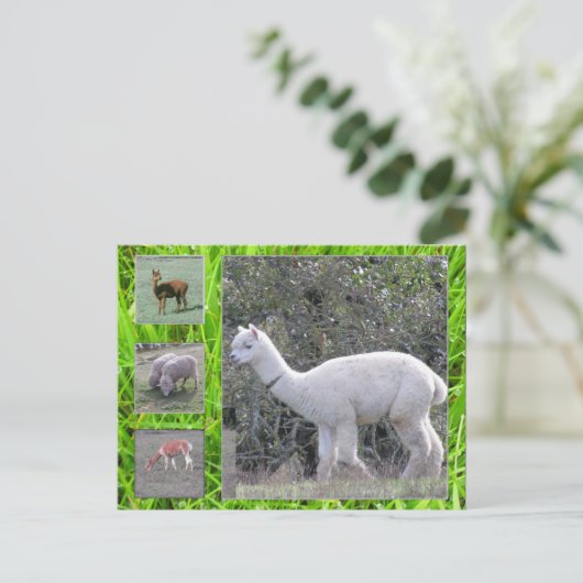 はがき – ウールオンザホフ (スタンド正面)