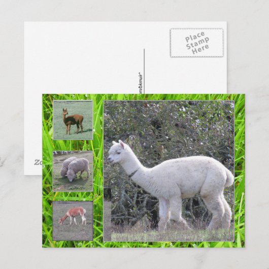 はがき – ウールオンザホフ (正面/裏面)