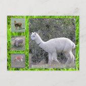 はがき – ウールオンザホフ (正面)