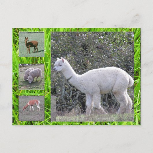 はがき – ウールオンザホフ (正面)