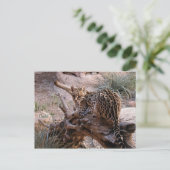 はがき：オセロット ポストカード (スタンド正面)