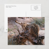 はがき：オセロット ポストカード (正面/裏面)