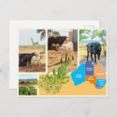 はがき（オーストラリア） シーズンポストカード (正面/裏面)