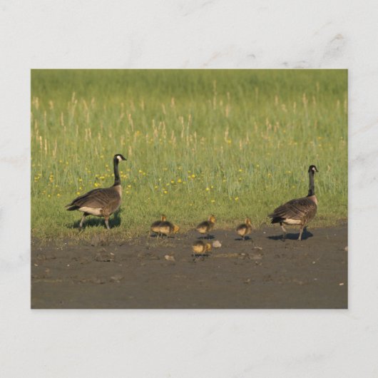 はがき/カナダガースファミリー ポストカード (正面)