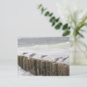 はがき:カモメ ポストカード (スタンド正面)