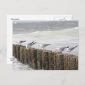 はがき:カモメ ポストカード (正面/裏面)