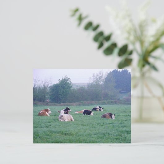 はがき – カラーの牛 (スタンド正面)