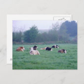 はがき – カラーの牛 (正面/裏面)