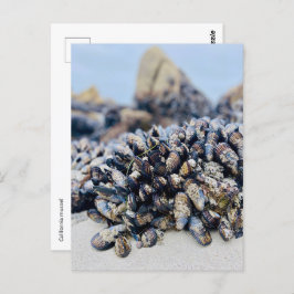 はがき – カリフォルニア州ムッセル