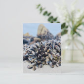 はがき – カリフォルニア州ムッセル (スタンド正面)