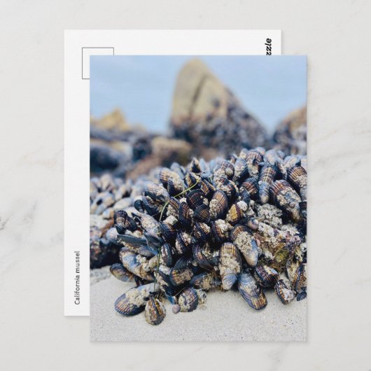 はがき – カリフォルニア州ムッセル (正面/裏面)