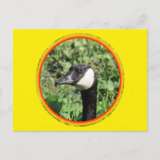 はがき – グースポートレート (正面)