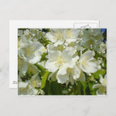 はがき:ジャスミン ポストカード (正面/裏面)