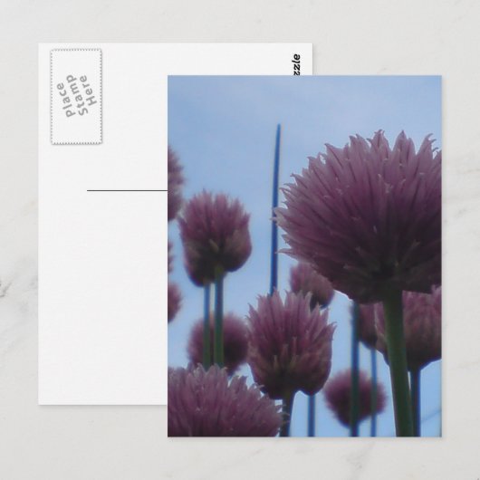 はがき – チーブイメージ1 (正面/裏面)