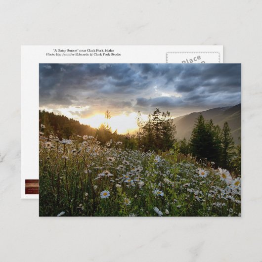 はがき~「デイジー夕日」 ポストカード (正面/裏面)