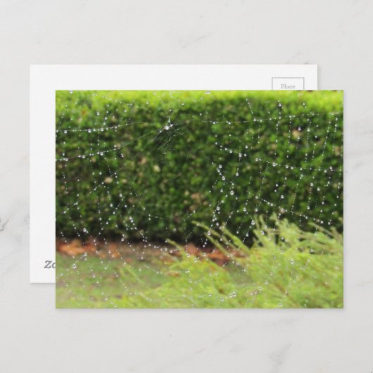 はがき – ネイチャーのくもの巣 (正面/裏面)