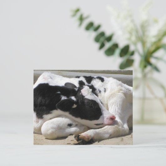 はがき、ハイファー、ベビー牛写真 ポストカード (スタンド正面)