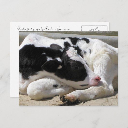はがき、ハイファー、ベビー牛写真 ポストカード (正面/裏面)