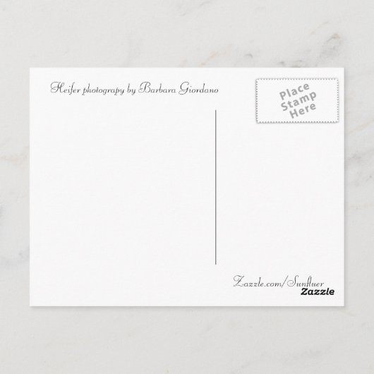 はがき、ハイファー、ベビー牛写真 ポストカード (裏面)