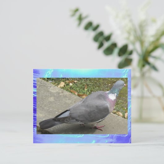 はがき – ハト (スタンド正面)