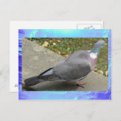 はがき – ハト (正面/裏面)