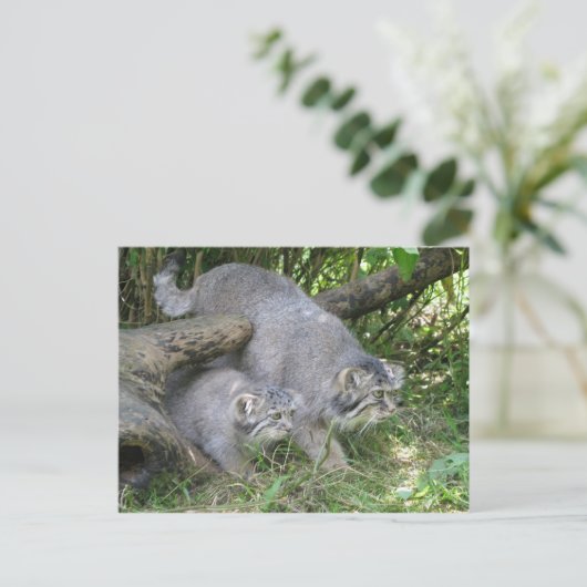 はがき – パラスの猫 (スタンド正面)