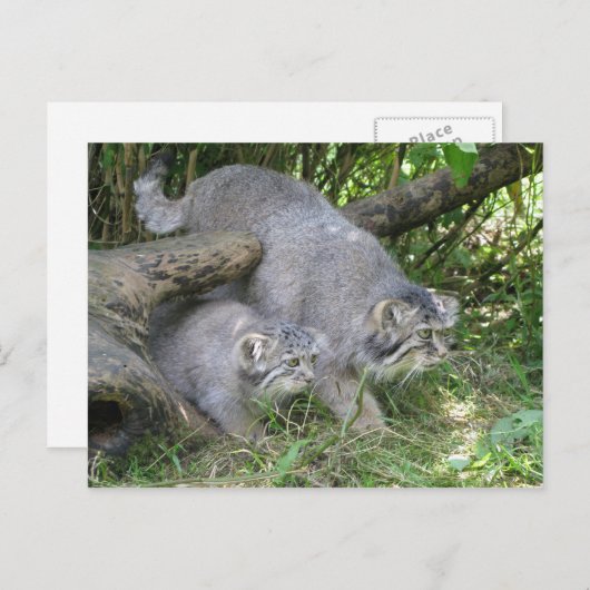 はがき – パラスの猫 (正面/裏面)