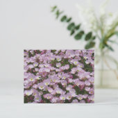 はがき – ピンクの花のフィールド (スタンド正面)