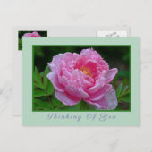 はがき「ピンク考える牡丹/OF YOU」はがき ポストカード (正面/裏面)