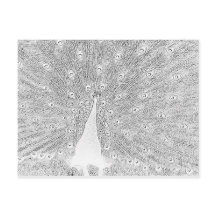 はがき – ピーコックからカラー