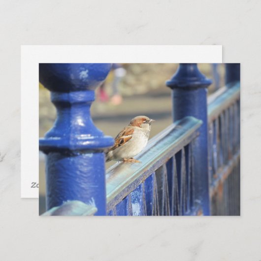 はがき – フェンス上の矢印 (正面/裏面)