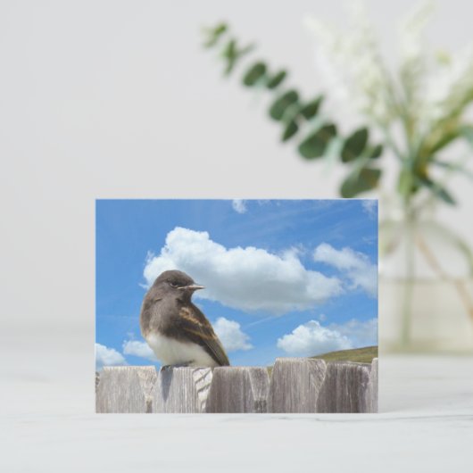 はがき – フェンス上の黒い写真 (スタンド正面)