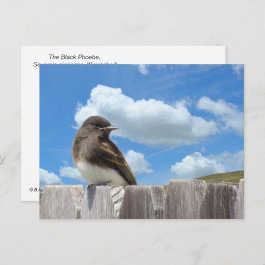 はがき – フェンス上の黒い写真 (正面/裏面)