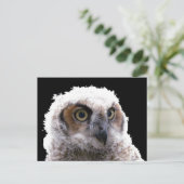 はがき - フクロウの若鳥の肖像 (スタンド正面)