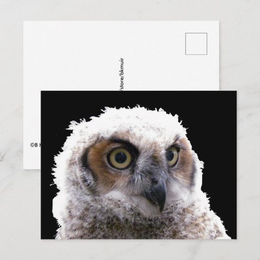 はがき - フクロウの若鳥の肖像 (正面/裏面)