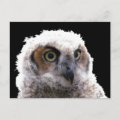 はがき - フクロウの若鳥の肖像 (正面)