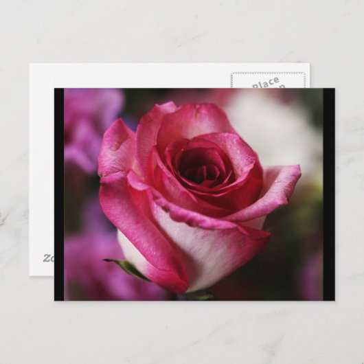 はがき – フラワー–26 (正面/裏面)