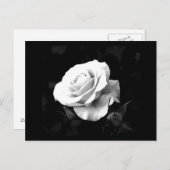 はがき – フラワー–41 (正面/裏面)