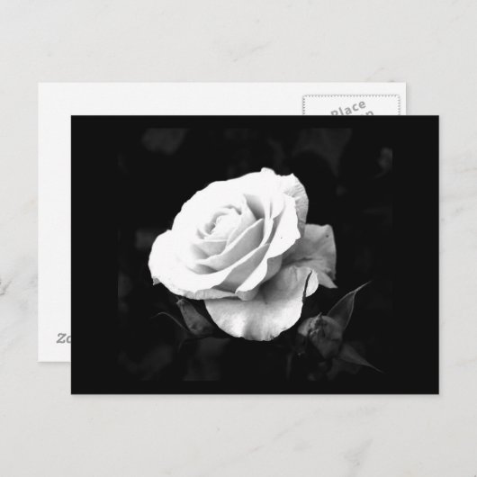 はがき – フラワー–41 (正面/裏面)