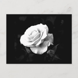 はがき – フラワー–41