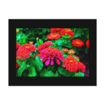 はがき – フラワー–61