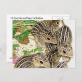 はがき – ベビー13ラインの地面リス、イリノイ (正面/裏面)