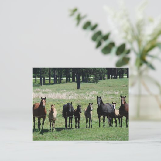 はがき – マレス&フォール (スタンド正面)