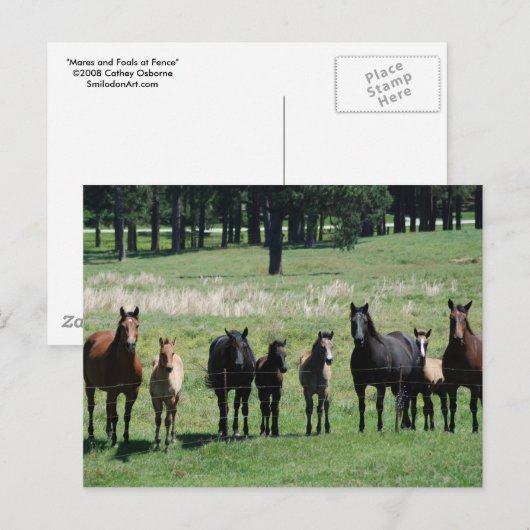 はがき – マレス&フォール (正面/裏面)