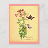 はがき – ヴィンテージアートチャールズレンニーマッキントッシュ28 (正面)